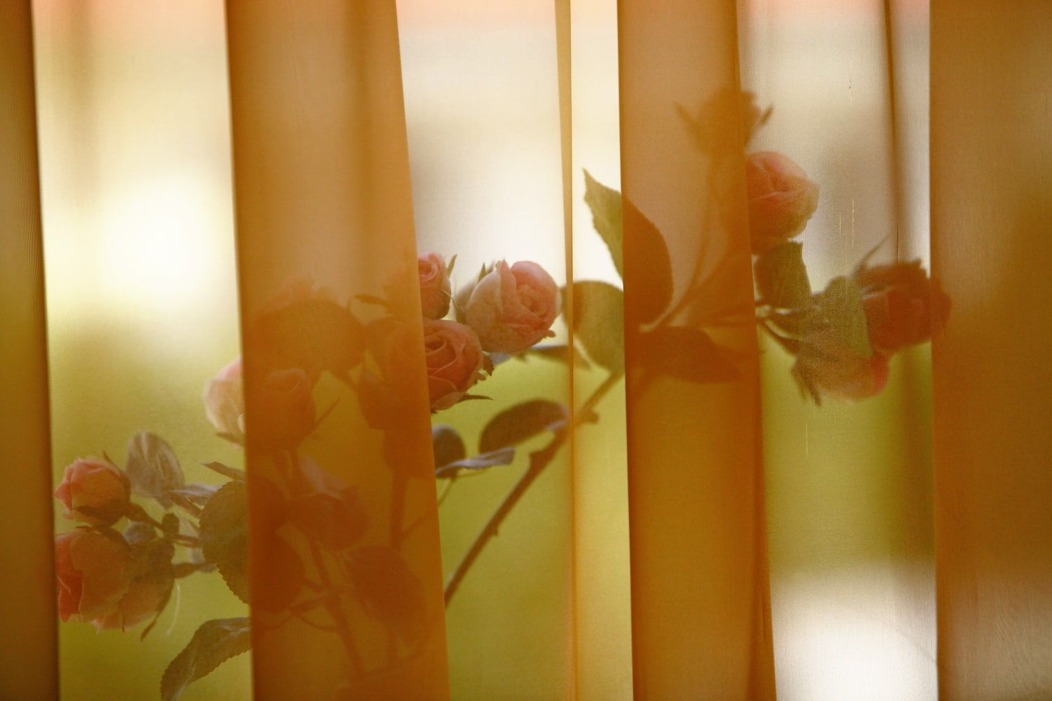 Eine Rose im Fenster bei Bestattungen Wendel